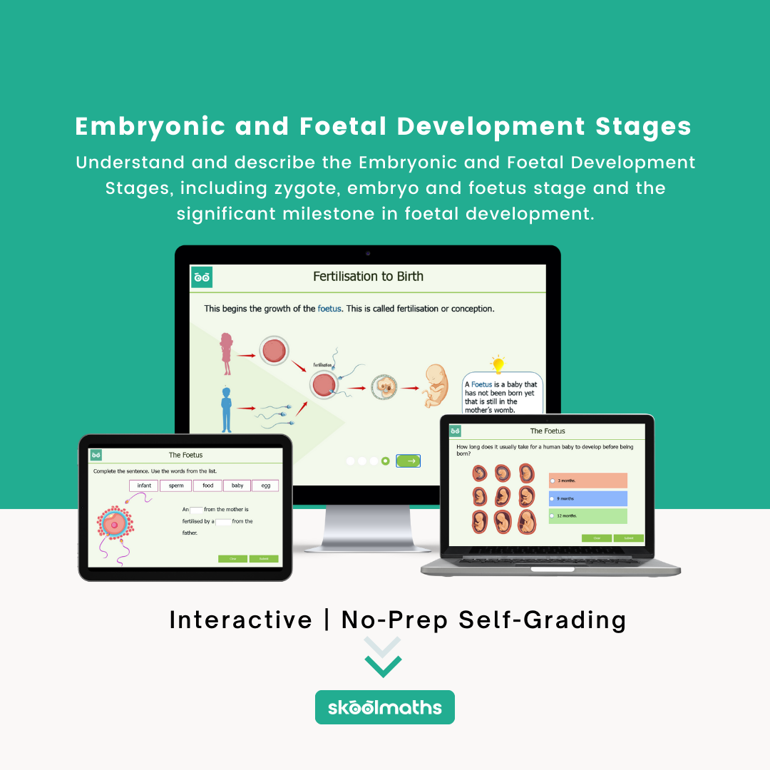 foetal development in the womb