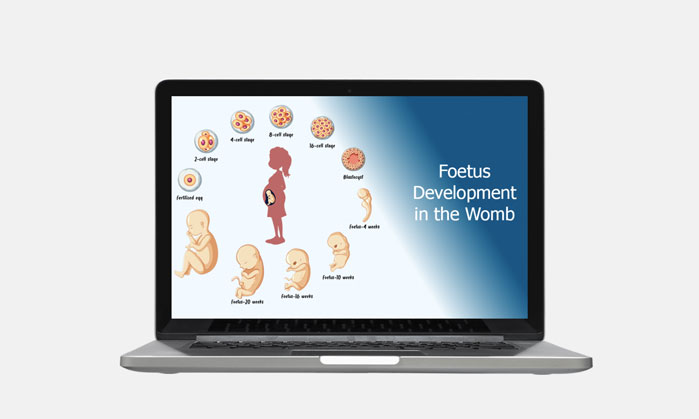 foetus development in the womb