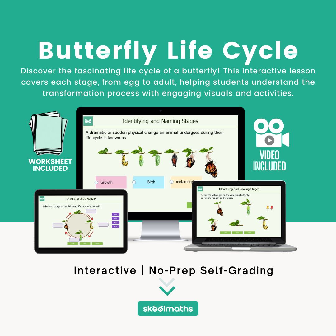 life cycle of a butterfly