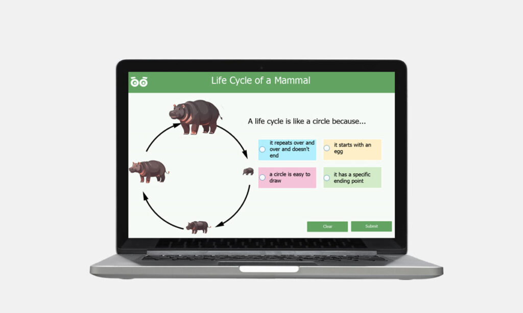 life cycle of a mammal