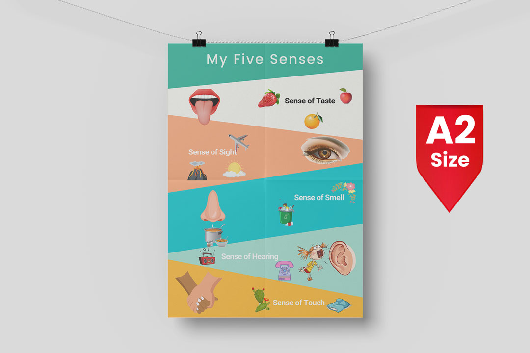 my five senses and uses poster