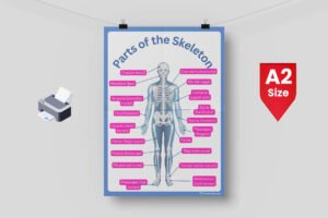 Parts of the Skeleton Chart