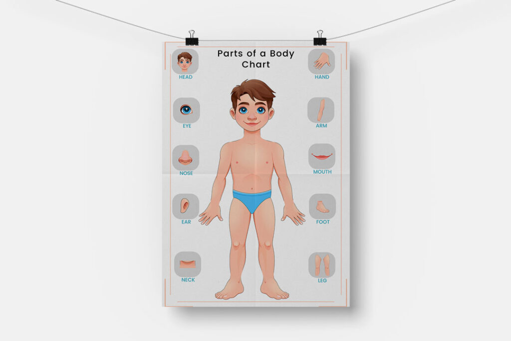 parts of a body chart