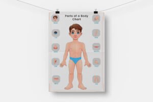 Parts of a Body Chart