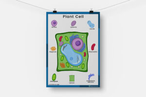 plant cell classroom display