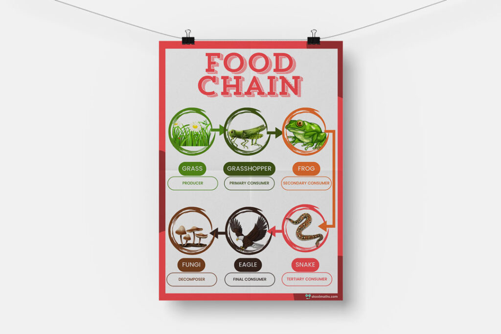 the food chain poster