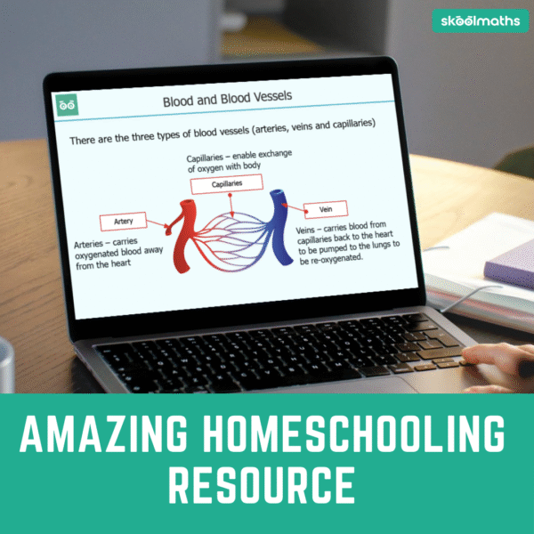 blood vessels: arteries, veins & capillaries | interactive digital science lesson & self grading activities