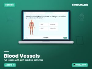 Blood Vessels — Interactive Lesson (Ages 10–11)