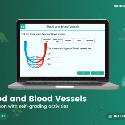 Blood And Blood Vessels — Interactive Lesson (Year 6)