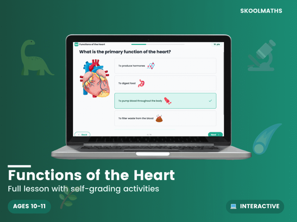 Functions of the Heart