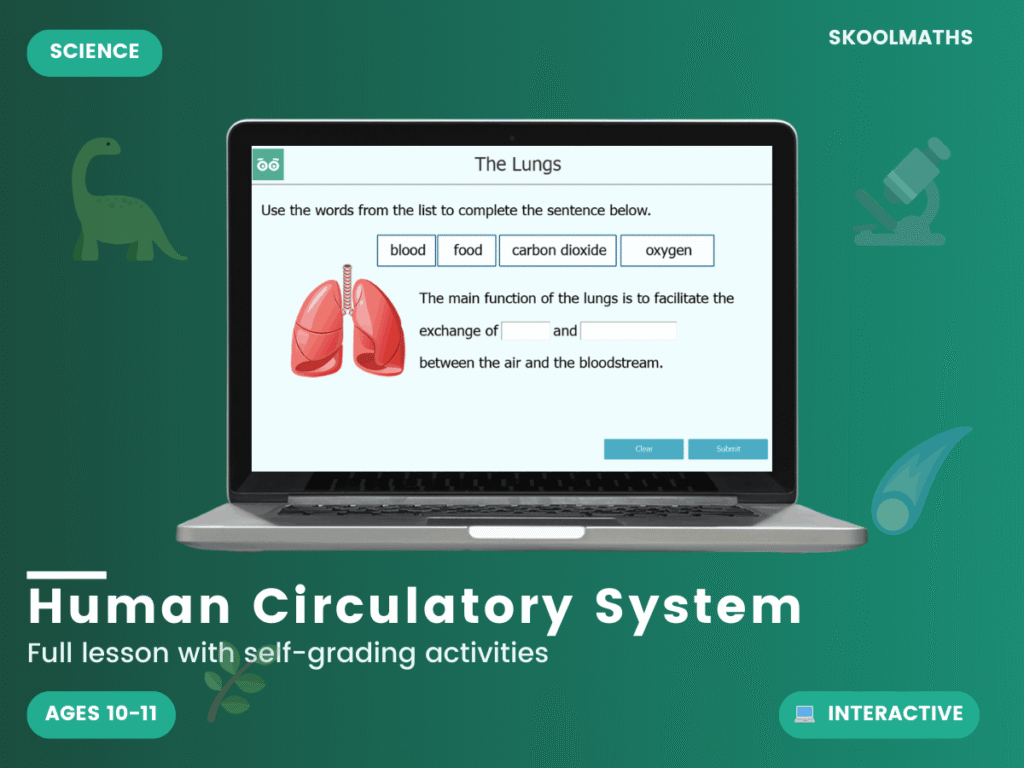 The Human Circulatory System