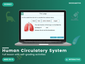 The Human Circulatory System