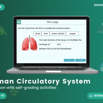 The Human Circulatory System — Interactive Lesson & Activities (Year 6)