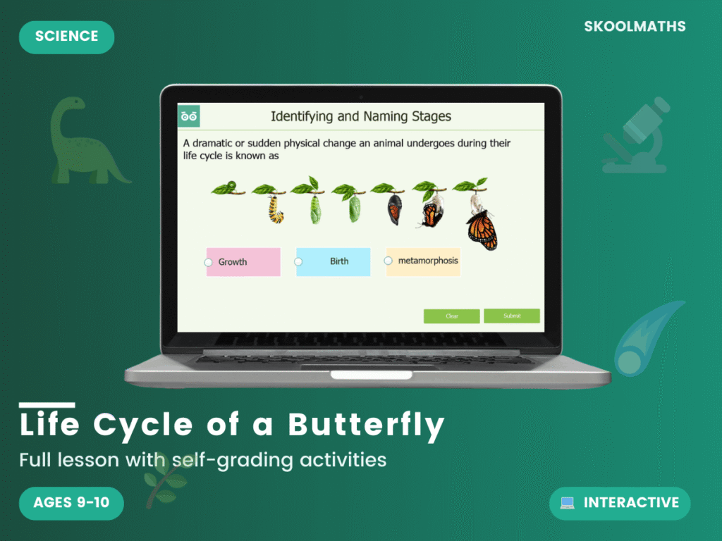 Life Cycle of a Butterfly