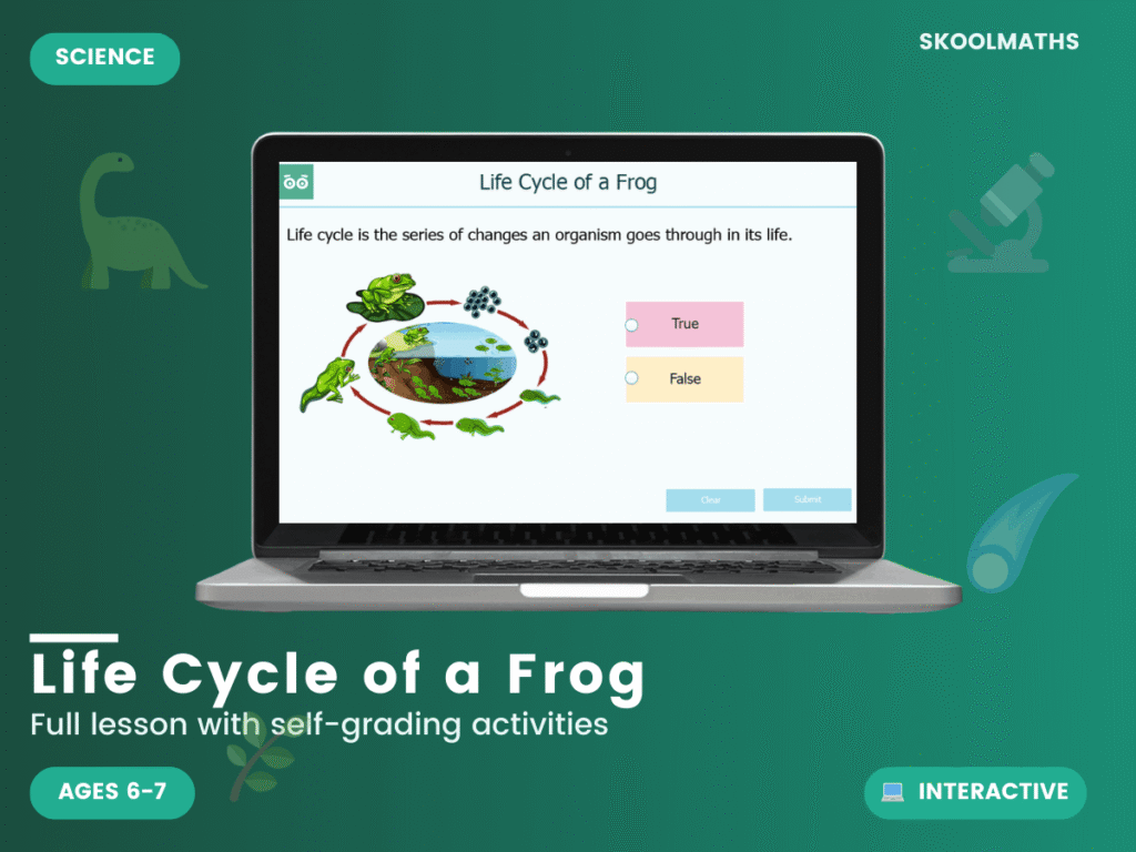 Life Cycle of a Frog