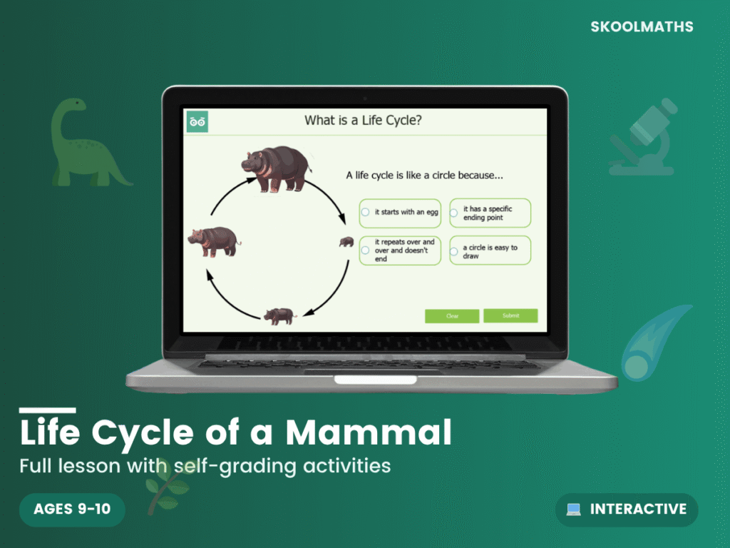 Life Cycle of a Mammal