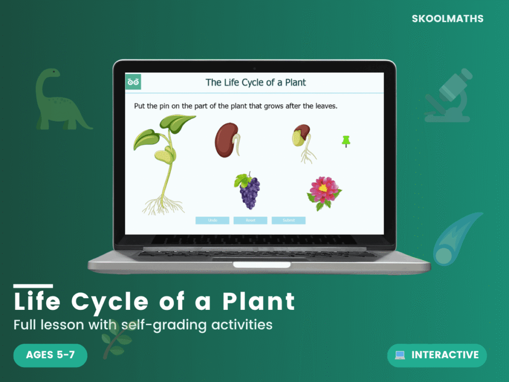 The Life Cycle of a Plant