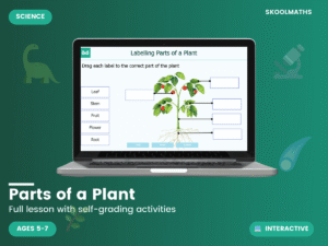 Parts of a Plant KS1: Interactive Science Lesson, Functions & Labeling Activities