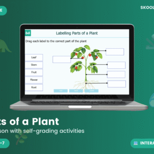 parts of a plant ks1: interactive science lesson, functions & labeling activities