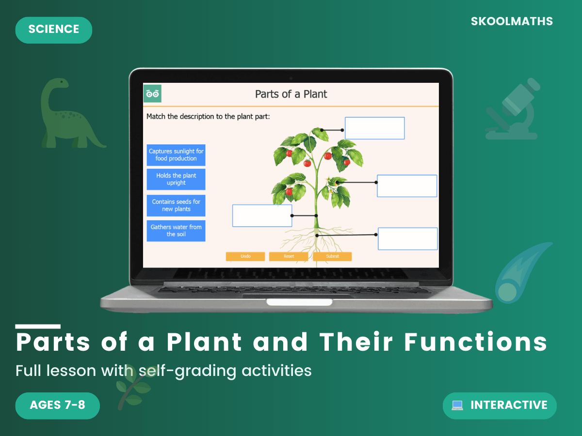 Parts Of A Plant And Their Functions — Interactive Lesson (Ages 7–8 ...