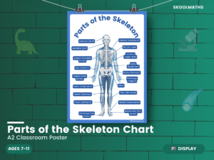 Parts of the Skeleton Chart