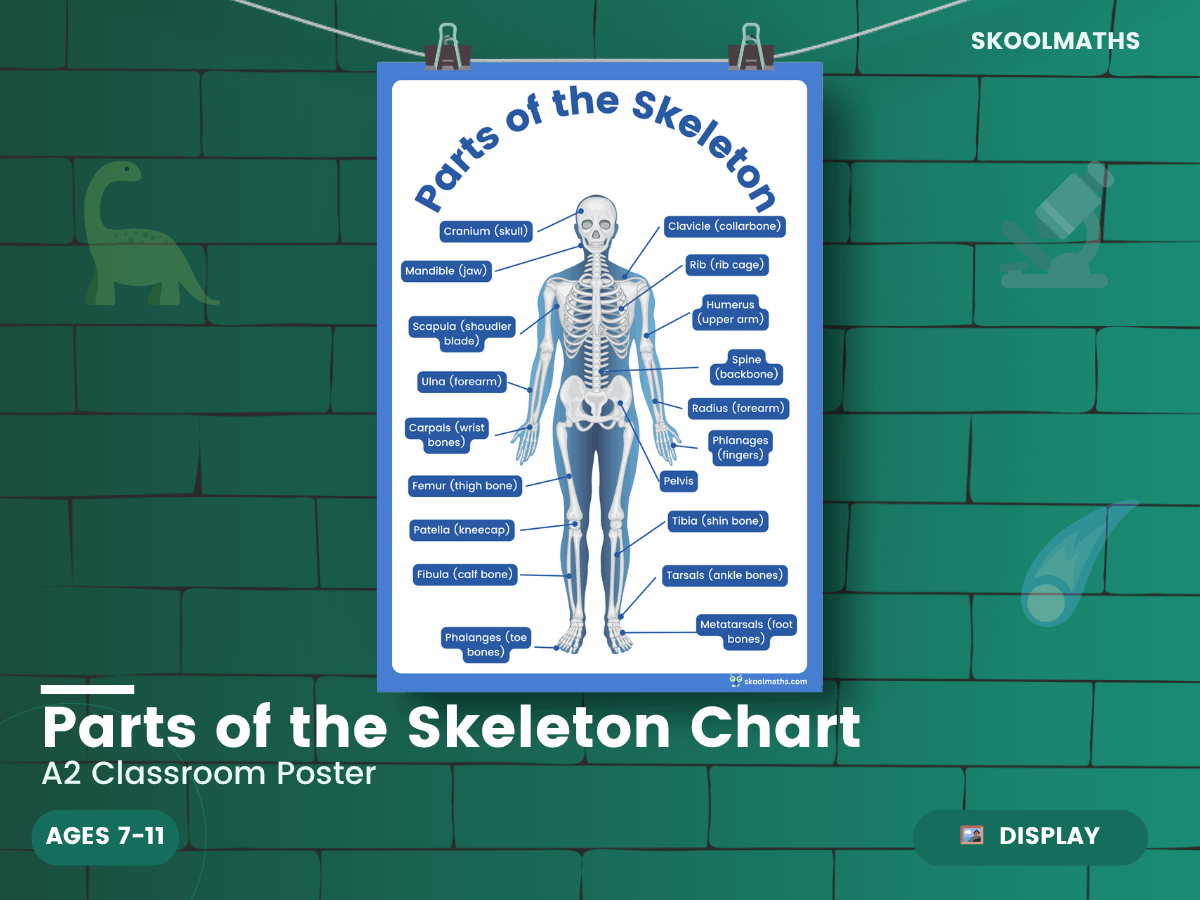 Parts Of The Skeleton Chart — Activities (Ages 7–11) – Maths, Science ...