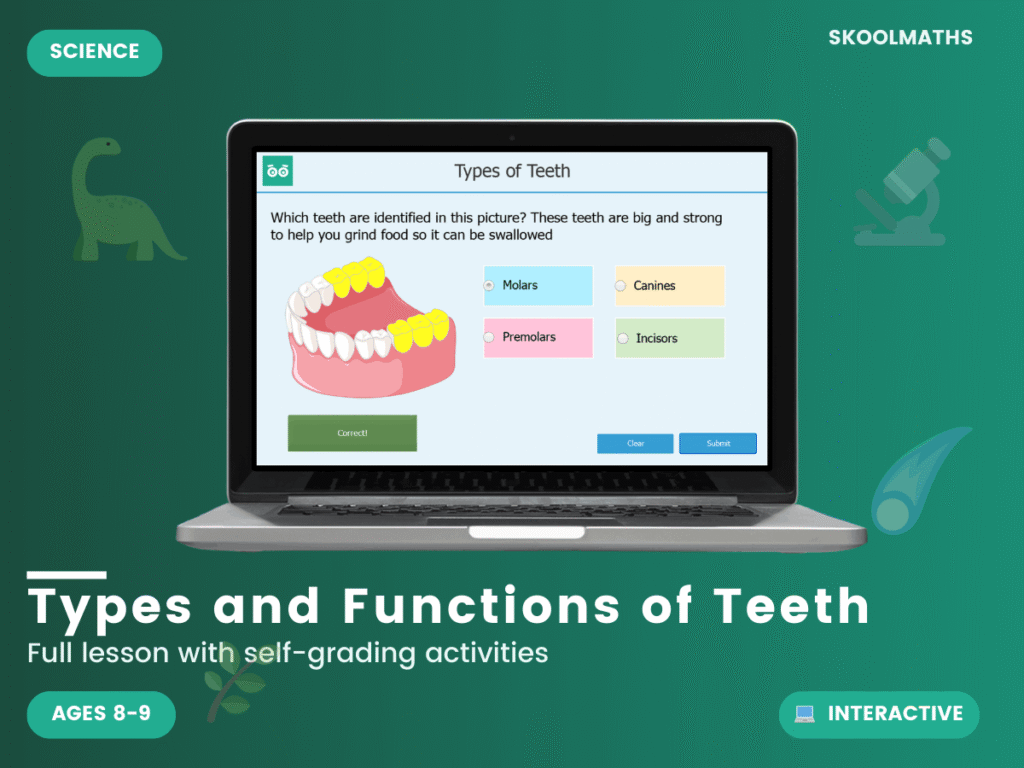 Teeth and Their Functions