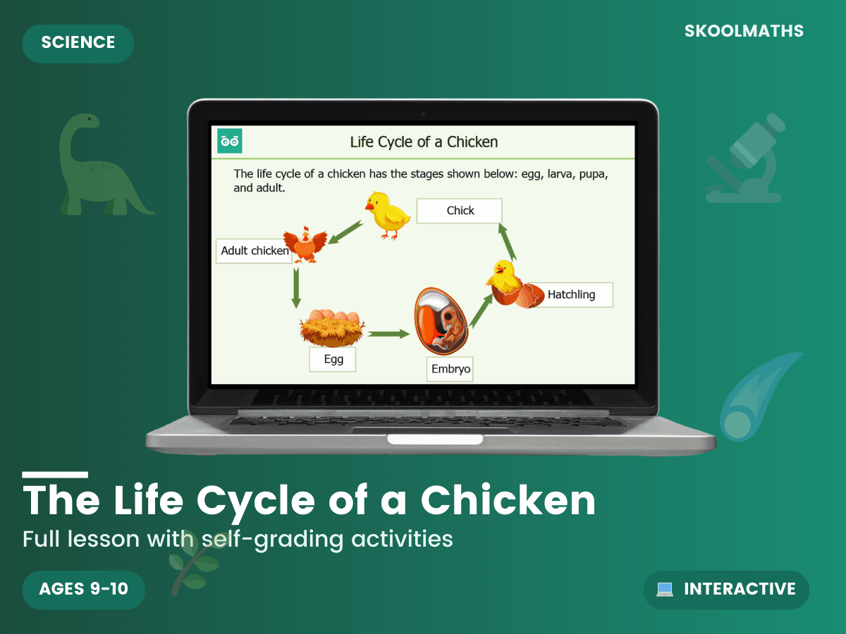 Life Cycle Of A Chicken — Interactive Lesson (Ages 9–10) – Maths ...
