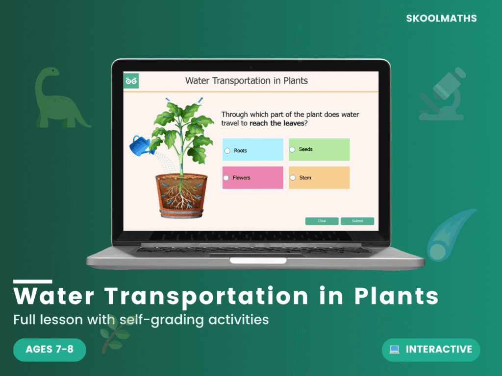 Water Transportation in Plants