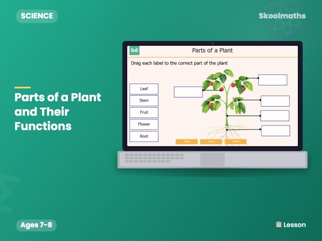 Parts of a Plant and Their Functions