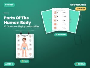 Parts Of The Human Body — Classroom Display & Activities (Ages 5–7)