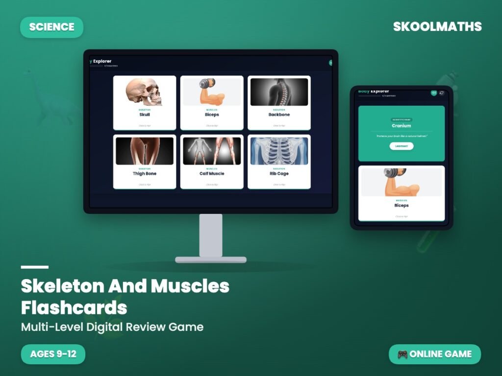 Skeleton And Muscles Flashcards — Review Game — Activities (Ages 9–12)