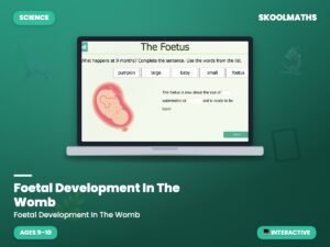 Foetal Development In The Womb: Science & Biology — Interactive Lesson (Ages 9–10)
