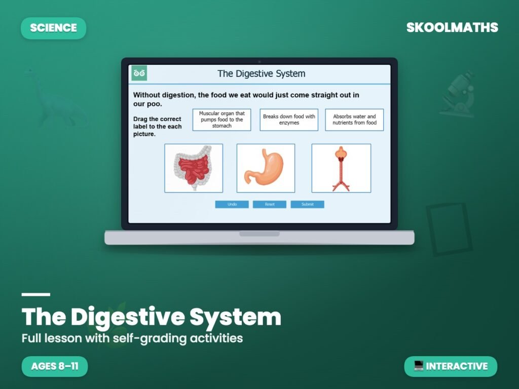 The Digestive System — Interactive Lesson (Ages 8–9)
