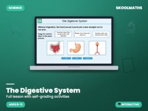 The Digestive System — Interactive Lesson (Ages 8–9)