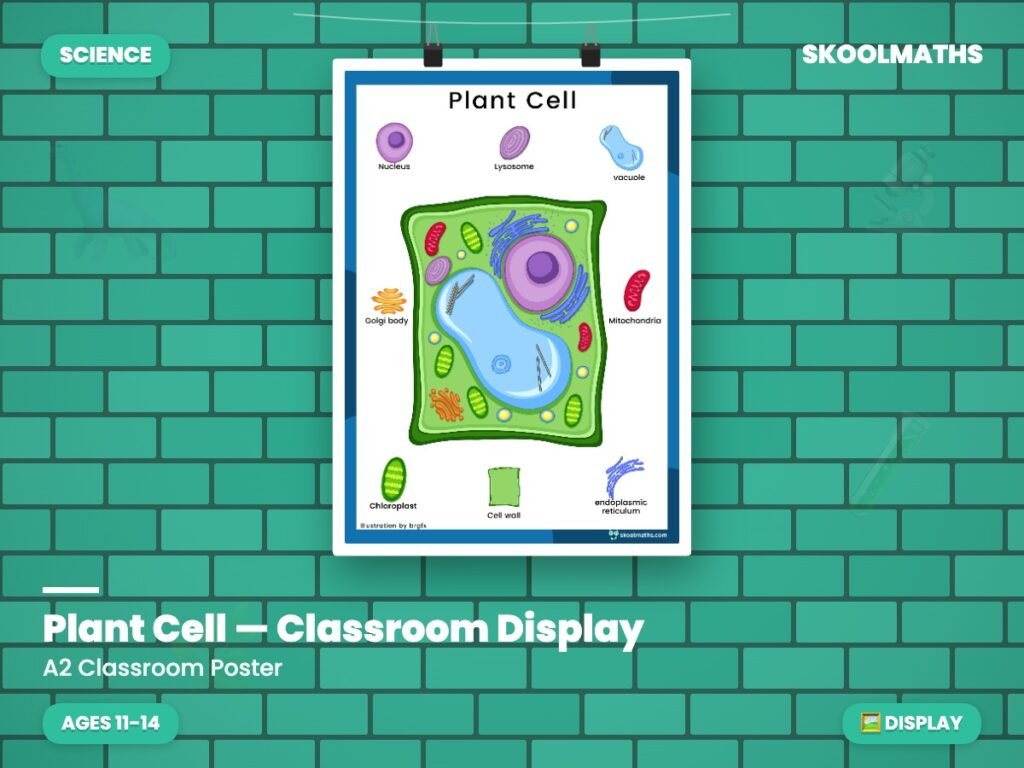 Plant Cell — Classroom Display (Ages 11–14)