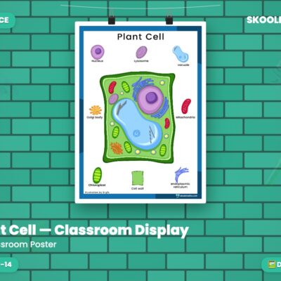 Plant Cell — Classroom Display (Ages 11–14)