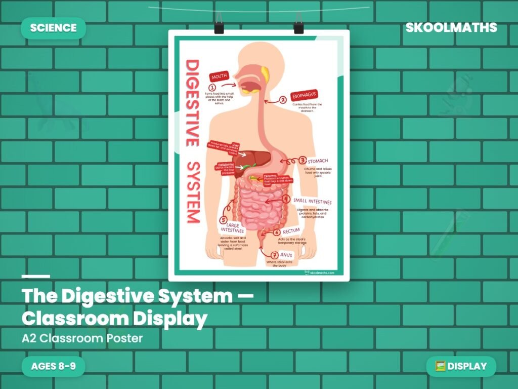 The Digestive System — Classroom Display (Ages 8–9)