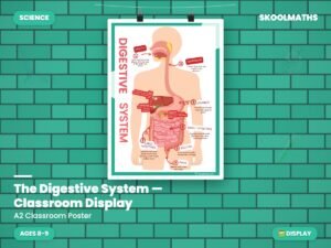 The Digestive System — Classroom Display (Ages 8–9)