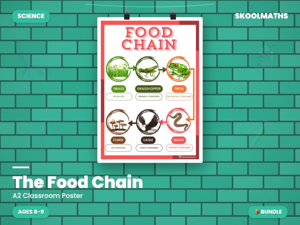 The Food Chain — Classroom Display (Ages 8–9)