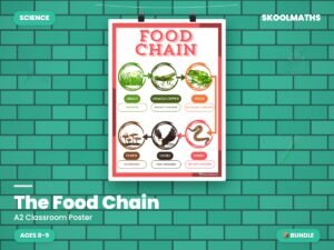 The Food Chain — Classroom Display (Ages 8–9)