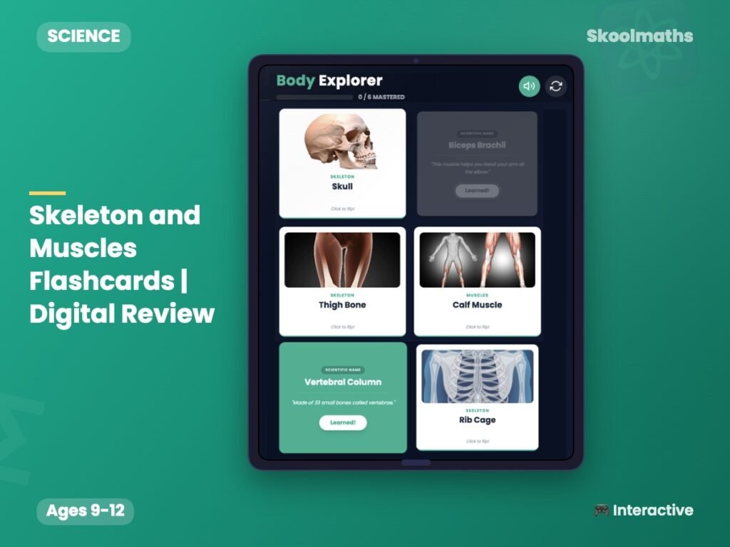 Skeleton and Muscles Flashcards | Digital Review Game