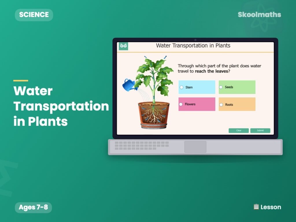 Water Transportation in Plants