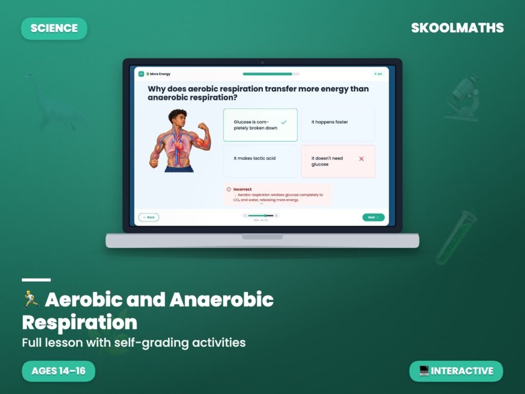 Aerobic and Anaerobic Respiration — Interactive Lesson (Ages 14–16)